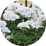 Geranium