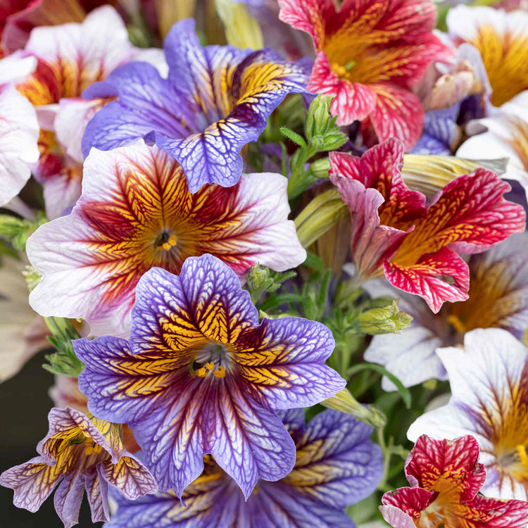 Salpiglossis Sinuata Seeds 'Tora Staring Eyes'