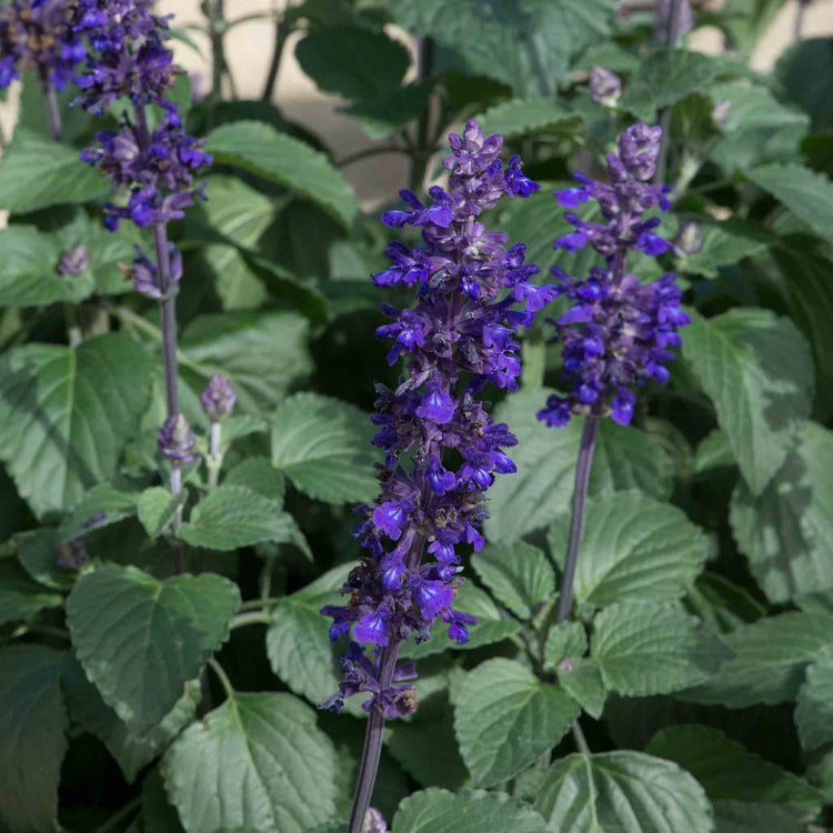Salvia 'Big Blue'