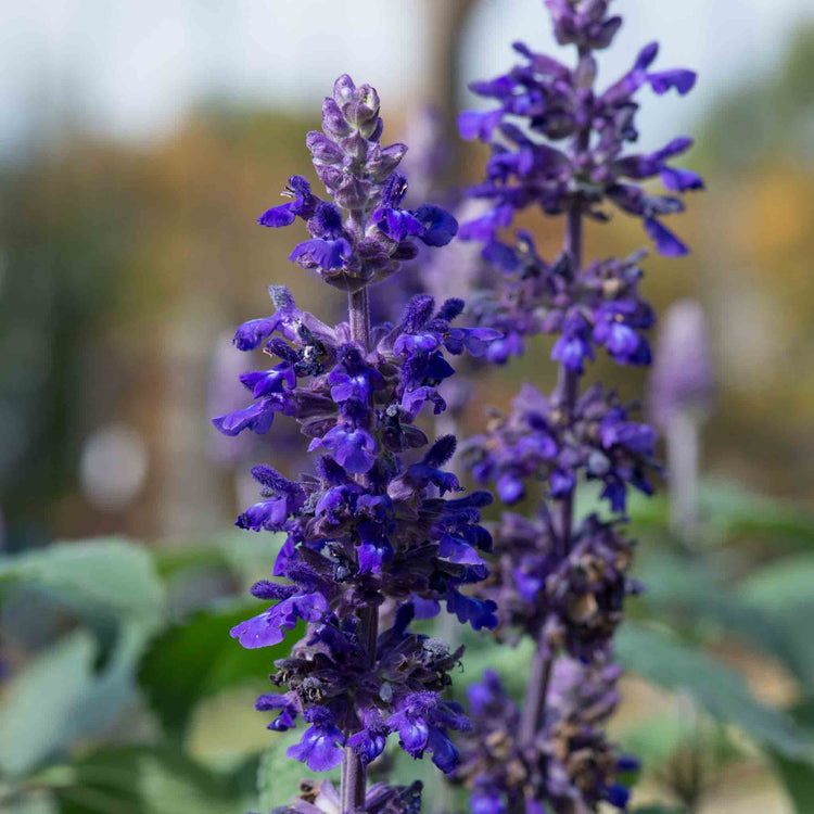 Salvia 'Big Blue'