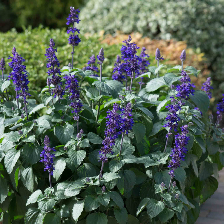 Salvia 'Big Blue'