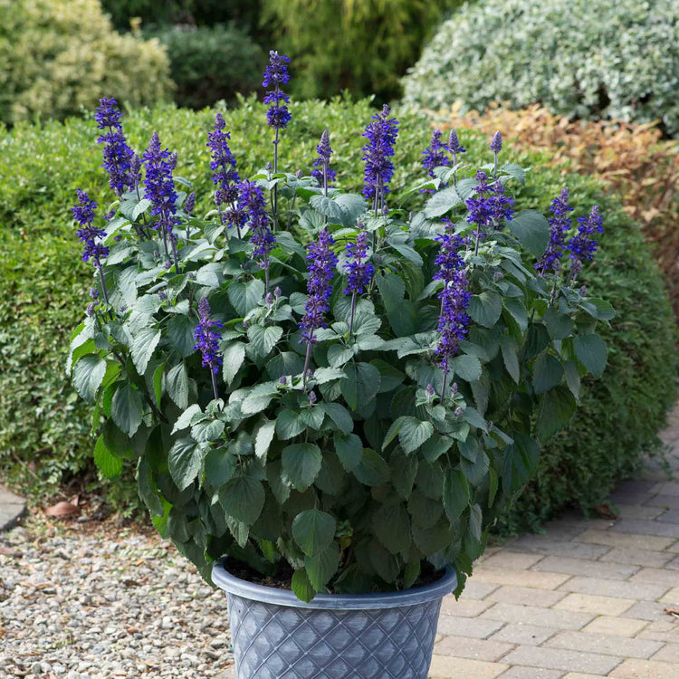 Salvia 'Big Blue'