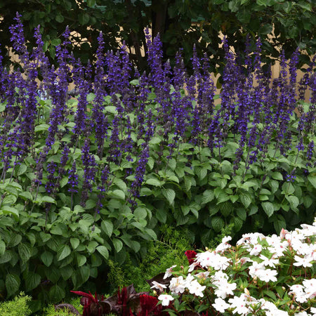 Salvia 'Big Blue'