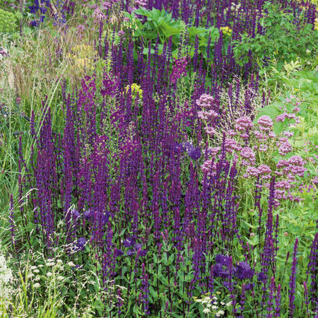 Salvia 'Nemorosa Caradonna'