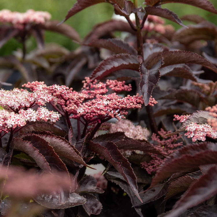 Sambucus nigra 'Black Tower'