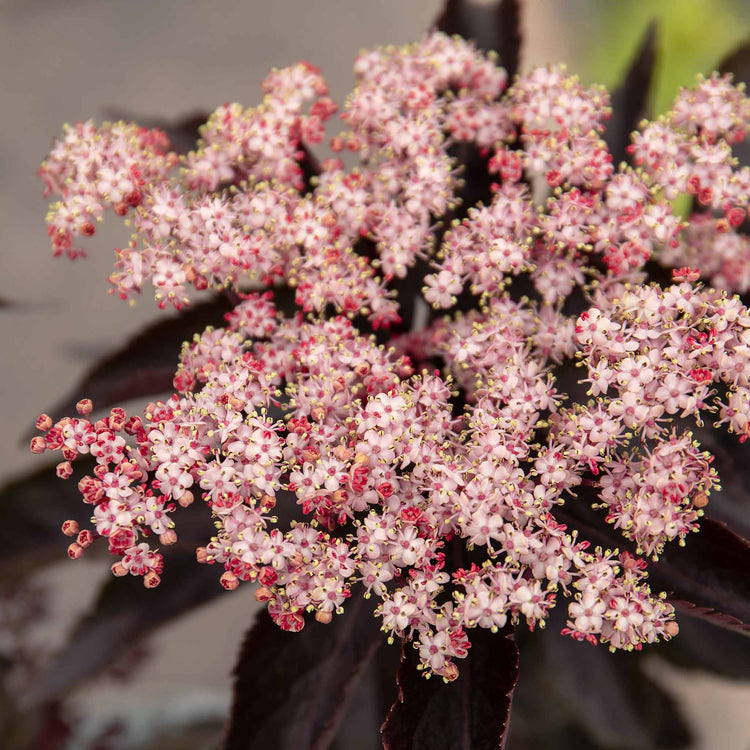 Sambucus nigra 'Black Tower'