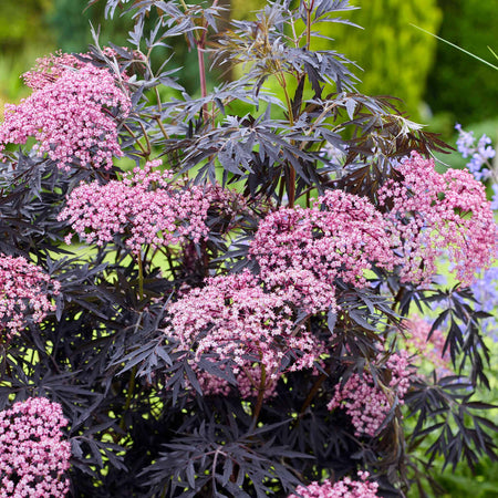 Sambucus 'Cherry Lace'