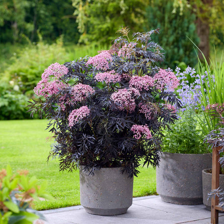 Sambucus 'Cherry Lace'