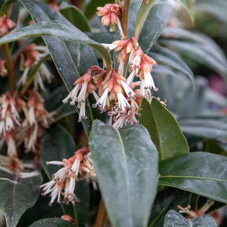 Sarcococca Hookeriana 'Winter Gem®'