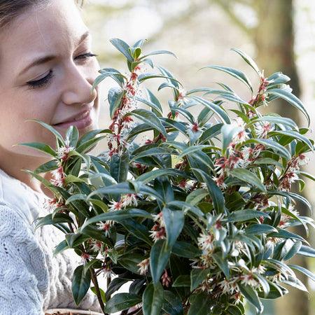 Sarcococca Hookeriana 'Winter Gem®'