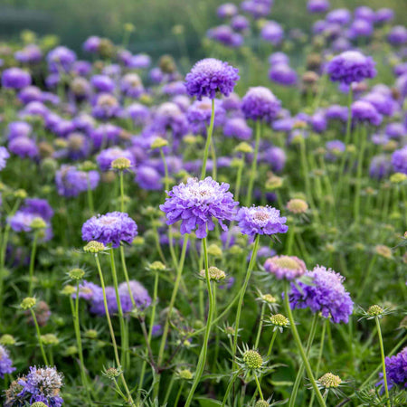 Scabious 'Blue Note'