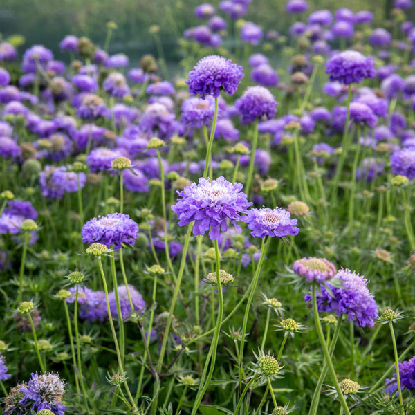 Scabious 'Blue Note'