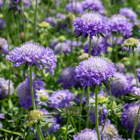 Scabious 'Blue Note'