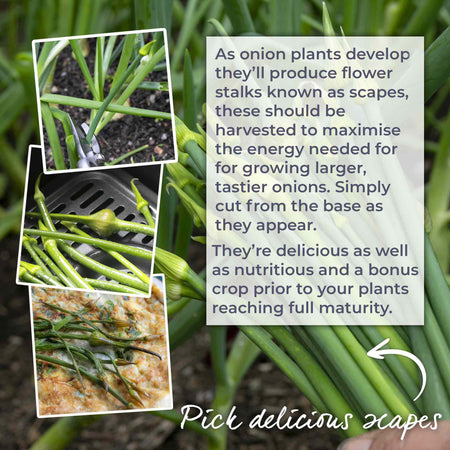 Onion Seeds 'Red Baron' F1
