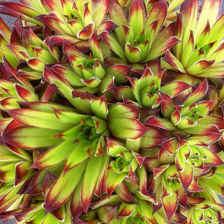Sempervivum 'Atlas'