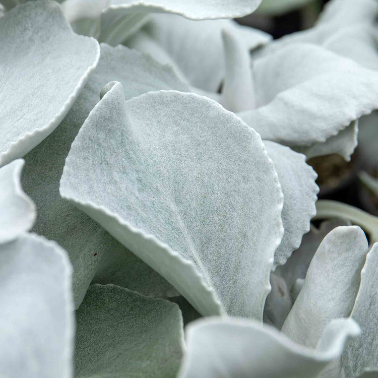 Senecio 'Angel Wings'
