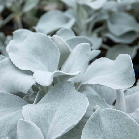 Senecio 'Angel Wings'