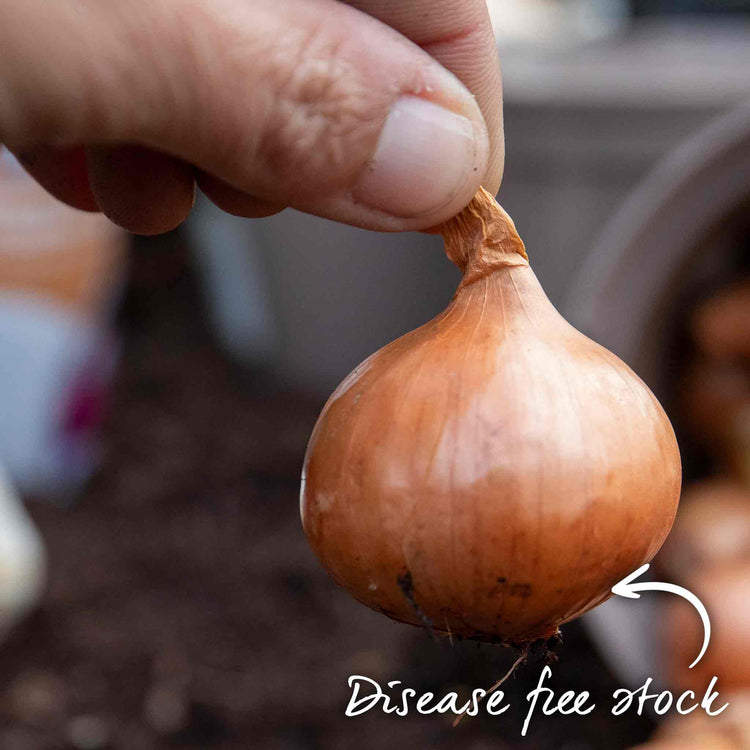 Shallot Sets 'Growers Pick' (Autumn Planting)