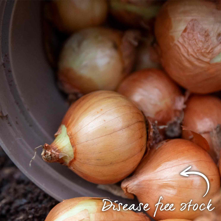 Spring Planting Shallot Duo