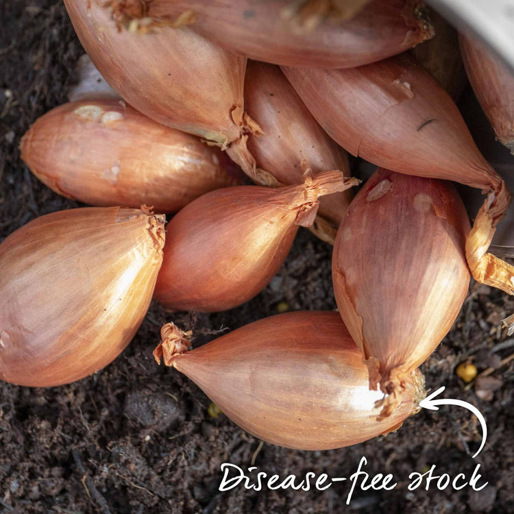 Shallot ‘Jermor’ (Spring Planting)