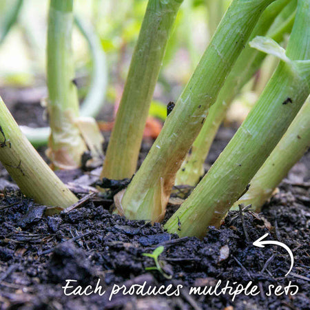 Shallot ‘Golden Gourmet’ (Spring Planting)