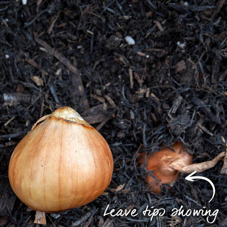 Shallot ‘Golden Gourmet’ (Spring Planting)