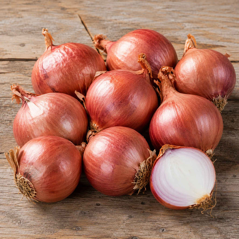 Shallot ‘Red Sun’ (Spring Planting)