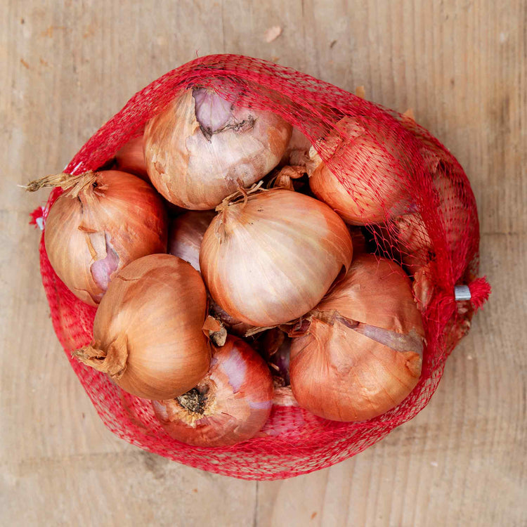 Shallot ‘Red Sun’ (Spring Planting)