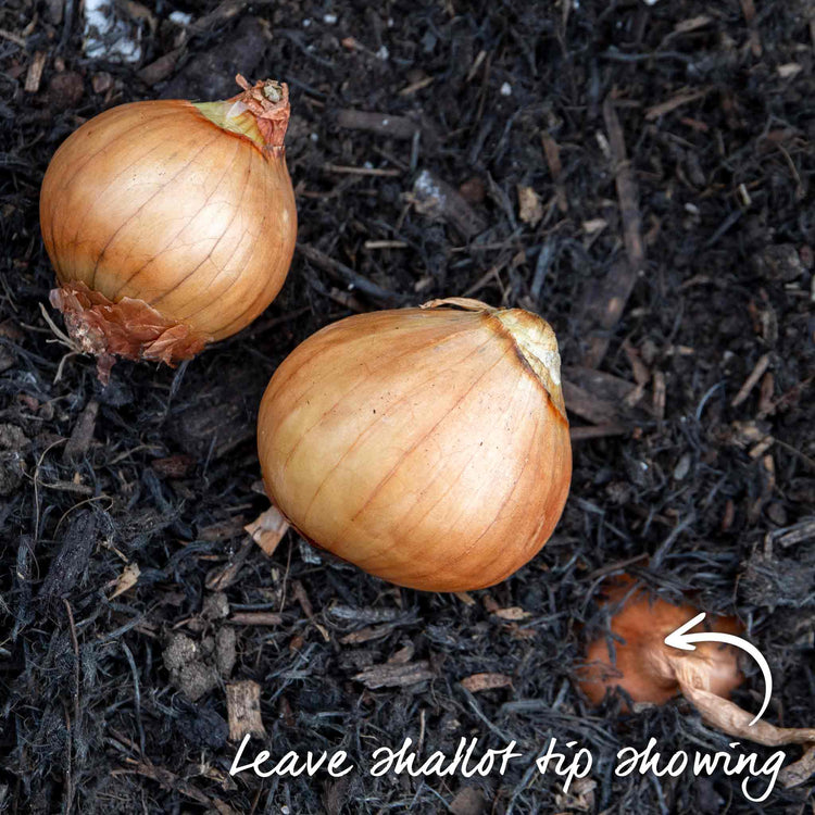 Spring Planting Shallot Duo
