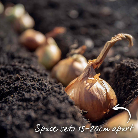 Spring Planting Shallot Duo