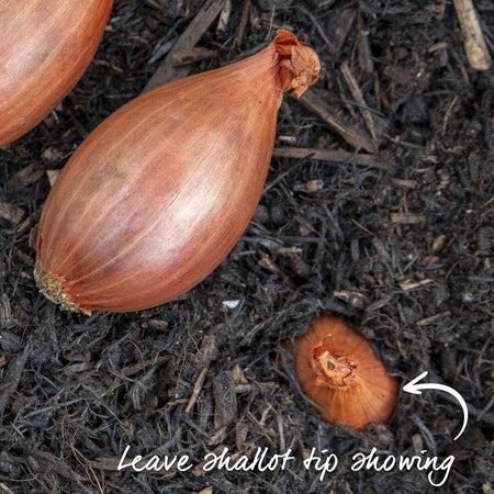 Shallot ‘Jermor’ (Spring Planting)