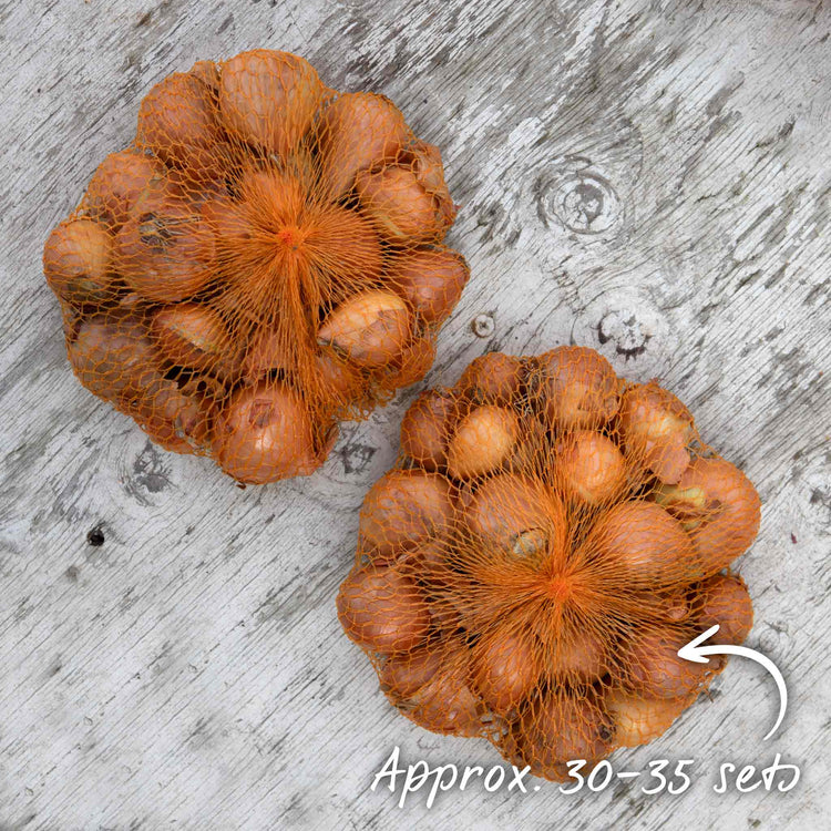 Spring Planting Shallot Duo