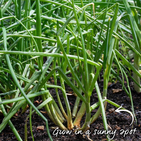 Spring Planting Shallot Duo