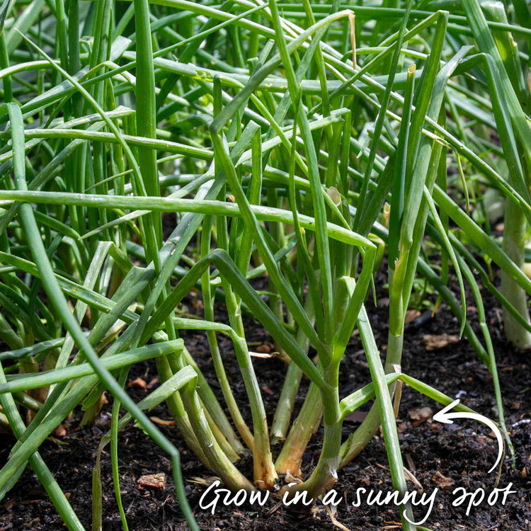 Spring Planting Shallot Duo