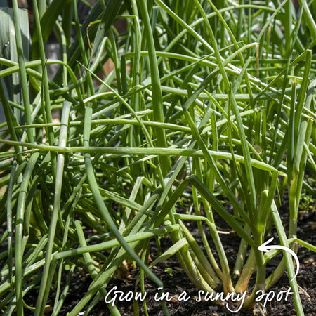 Shallot ‘Jermor’ (Spring Planting)