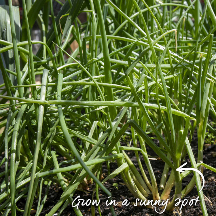 Shallot ‘Jermor’ (Spring Planting)