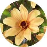 Single Flowered