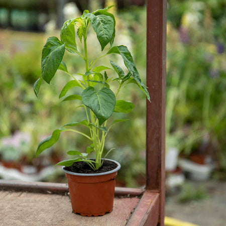 Chilli 'Armageddon'
