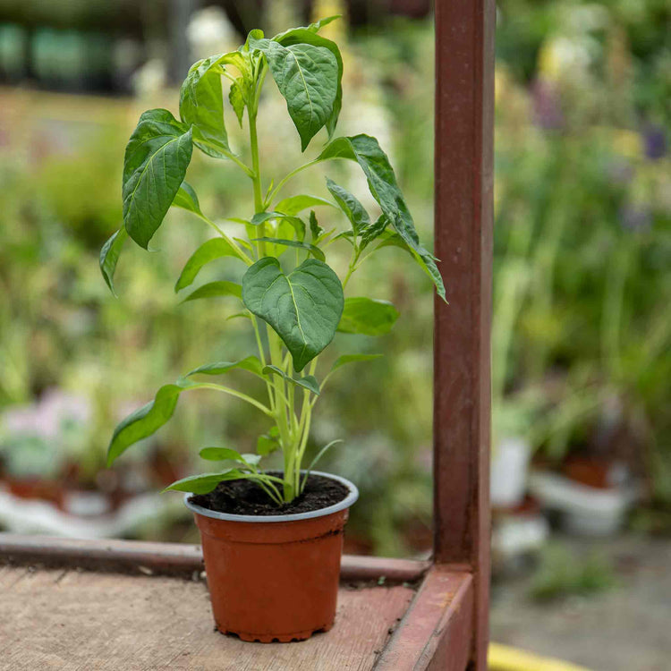 Chilli 'Grisu'