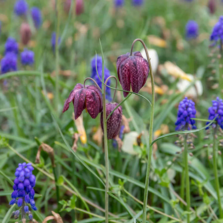 Snake's Head Fritillary Bulbs