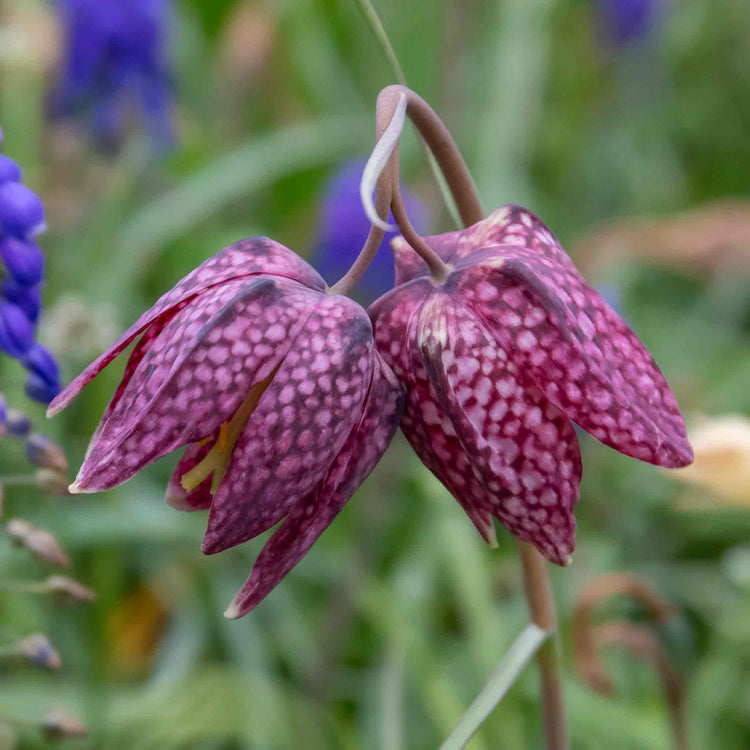 Snake's Head Fritillary Bulbs