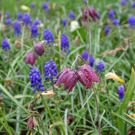 Snake's Head Fritillary Bulbs