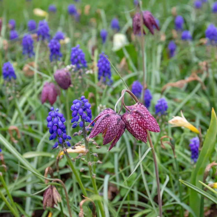 Snake's Head Fritillary Bulbs