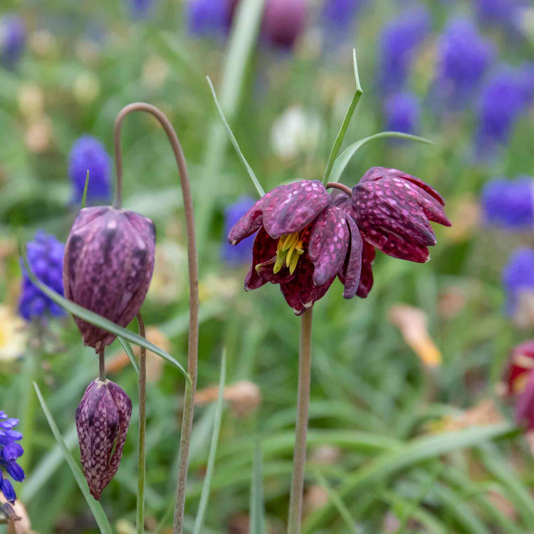 Snake's Head Fritillary Bulbs