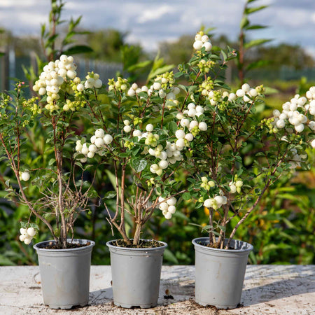 Snowberry 'Magical Galaxy'