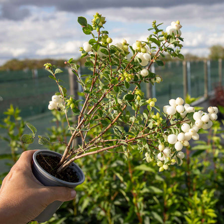Snowberry 'Magical Galaxy'