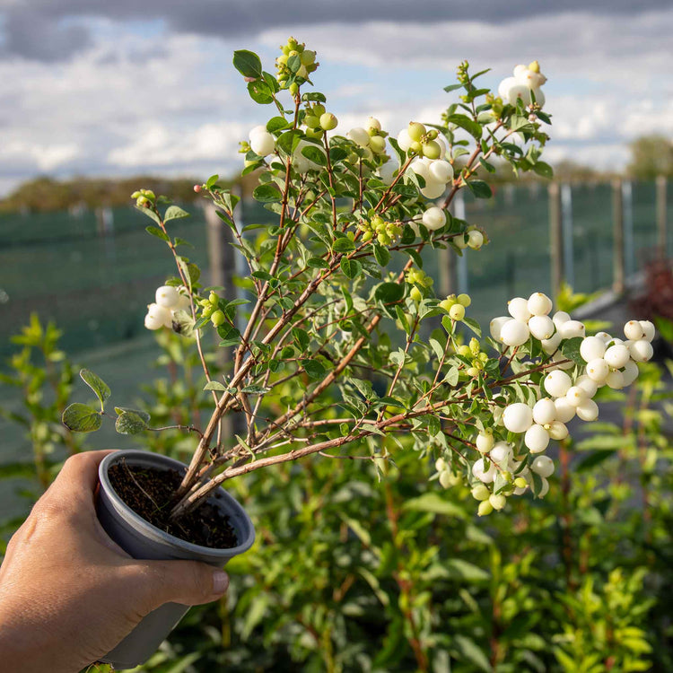 Snowberry 'Magical Galaxy'