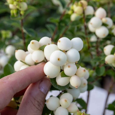 Snowberry 'Magical Galaxy'