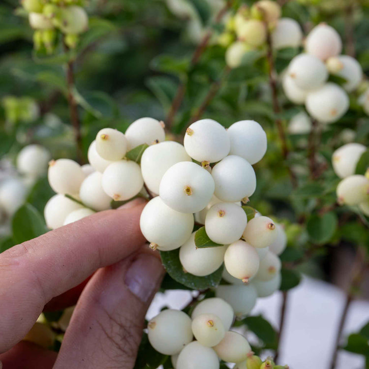 Snowberry 'Magical Galaxy'