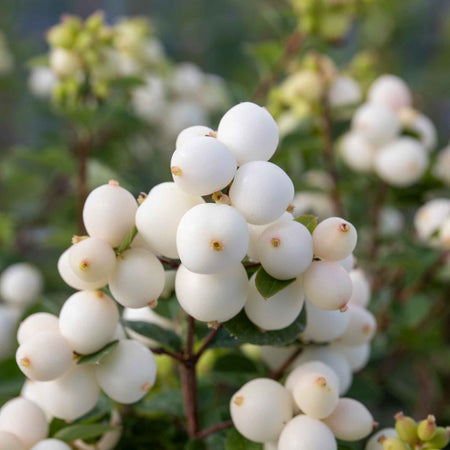 Snowberry 'Magical Galaxy'